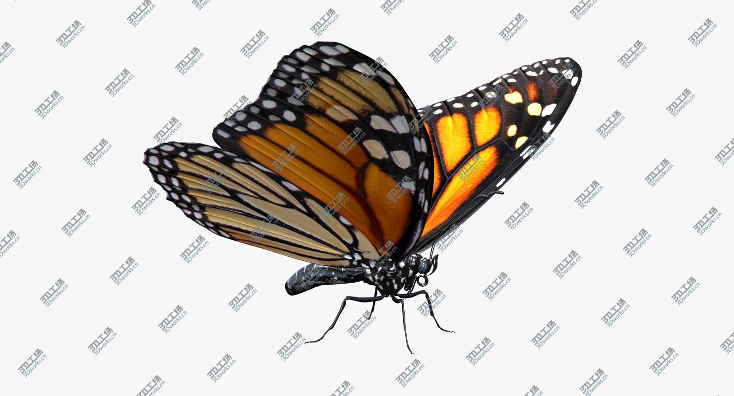 images/goods_img/20210319/Monarch Butterfly Rigged for Cinema 4D 3D model/2.jpg